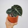 alocasia-black-velvet-size-nho - ảnh nhỏ  1