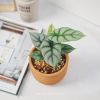 alocasia-baginda-silver-dragon-size-nho - ảnh nhỏ  1